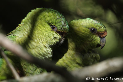 Austral Parakeet