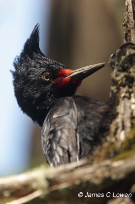 Woodpeckers to kingfishers