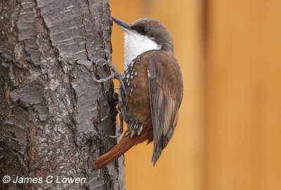 White-throated Treerunner