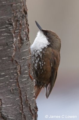 White-throated Treerunner