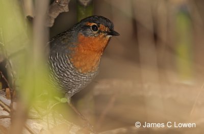 Chucao Tapaculo