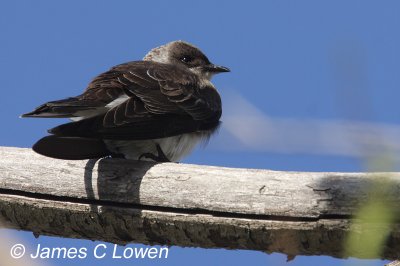 Brown-chested Martin