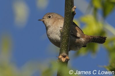 House Wren