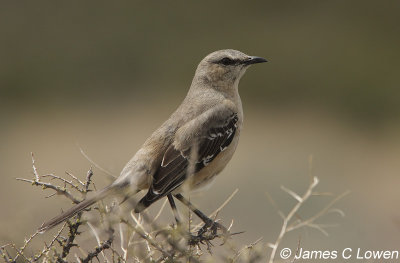 Patagonian Mockingbird