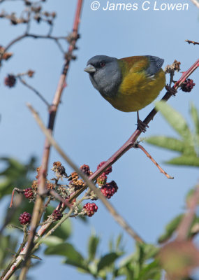 Patagonian Sierra-finch