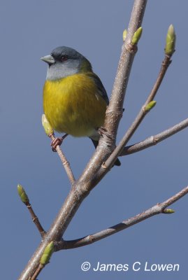 Patagonian Sierra-finch