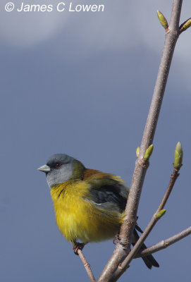 Patagonian Sierra-finch