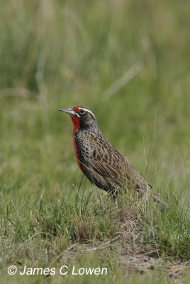 Long-tailed Meadowlark