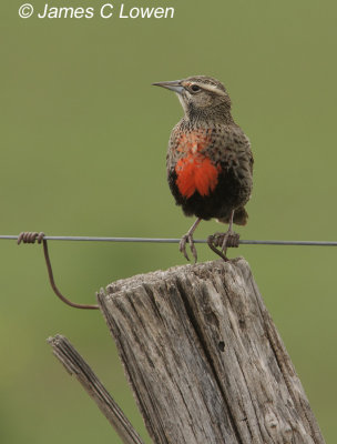 Long-tailed Meadowlark