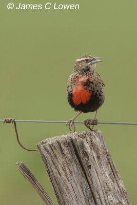 Long-tailed Meadowlark