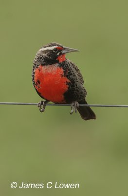 Long-tailed Meadowlark