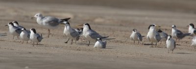 Tern forum