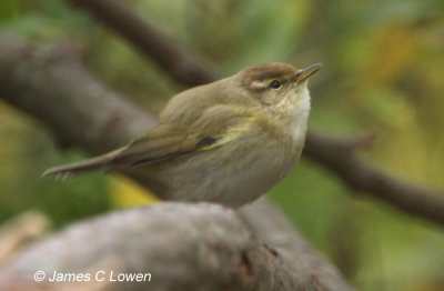 Chiffchaff