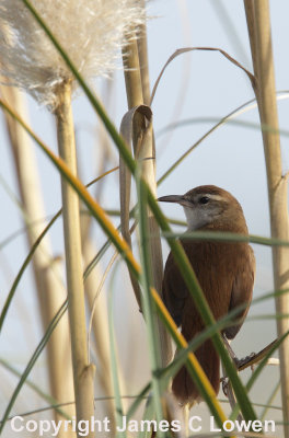 Curve-billed Reedhaunter