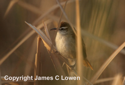 Curve-billed Reedhaunter