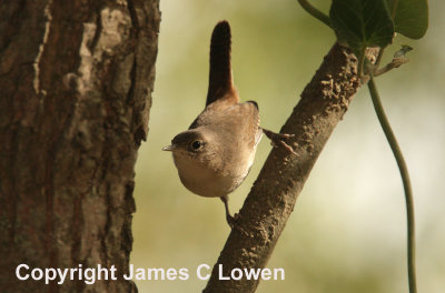 House Wren