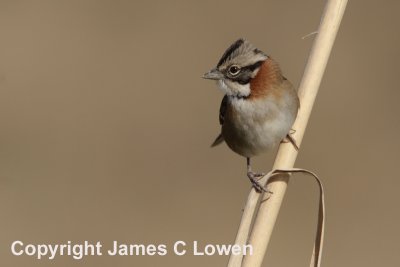  Rufous-collared Sparrow