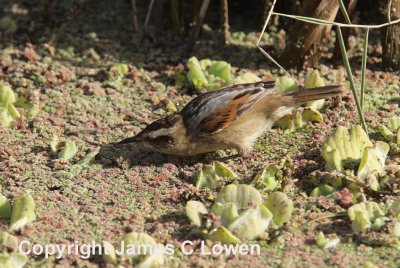 Wren-like Rushbird