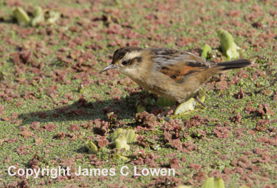 Wren-like Rushbird