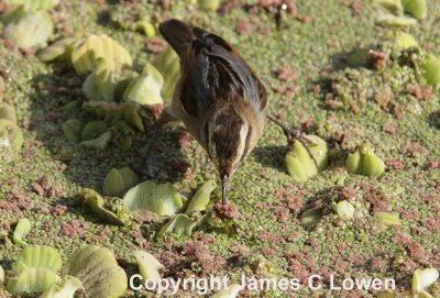 Wren-like Rushbird