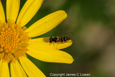 Hoverfly