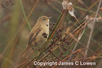 Sulphur-throated Spinetail