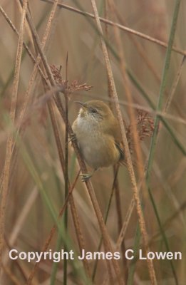 Sulphur-throated Spinetail