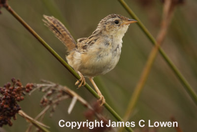 Grass Wren