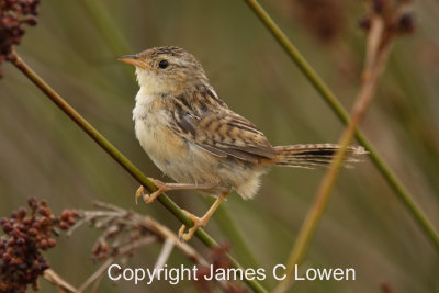 Grass Wren