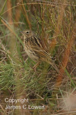 Hellmayr's Pipit