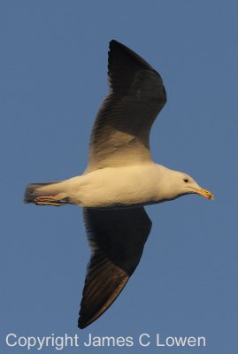Kelp Gull