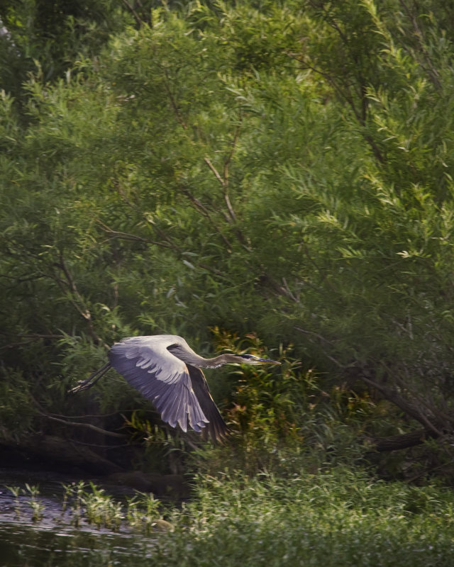 Flying Blue Heron on Buffalo National River