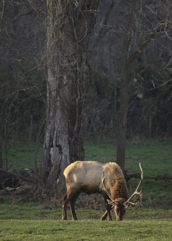 Grazing Elk at Sunrise