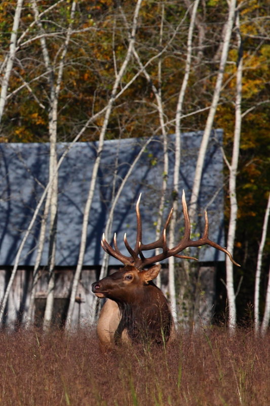 82166 bull elk 6 at clark homestead web.JPG