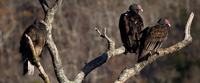 84187 three turkey vultures at steel creek 12x5 web.jpg