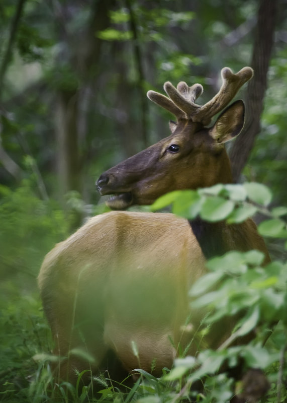 Bull Elk in Velvet in Deep Woods