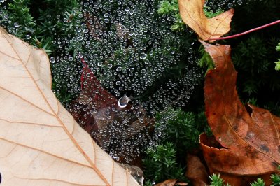 Spiderweb Dew Drops.JPG