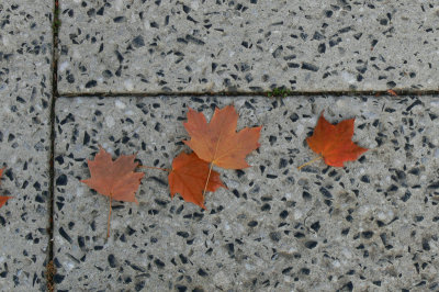 Four Maple Leaves.JPG