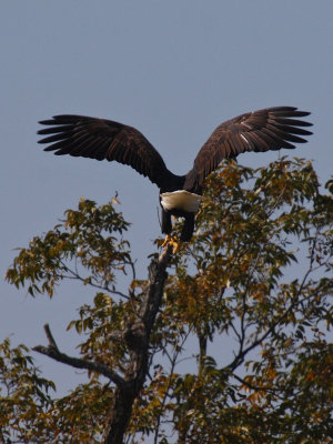 Llano Eagles