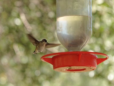 Humming Bird.jpg