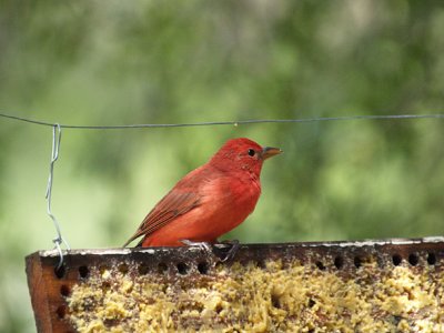 Red  Summer Tanager.jpg