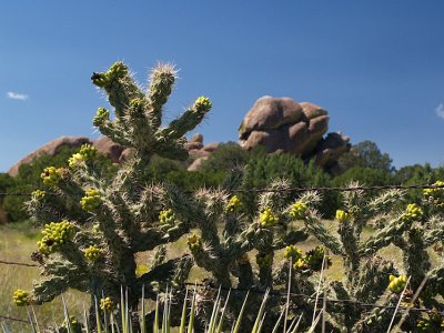 Davis Mountain Cactus.jpg