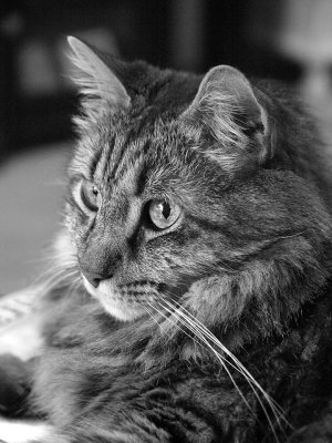 Ziggy in Black and White.jpg