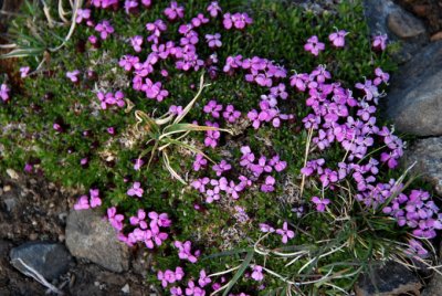 Fleurs Alpines