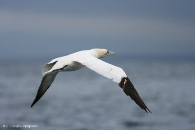 Northern gannet