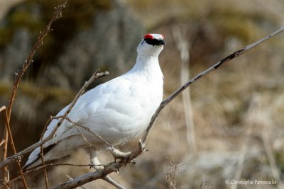 Rock ptarmigan