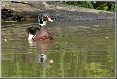 Canard branchu