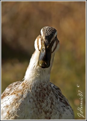 Oiseaux Nageurs