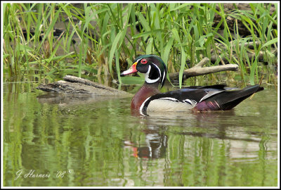canard branchu