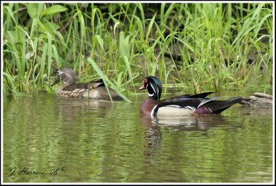canard branchu